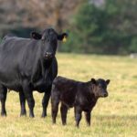 Order buyers have been very busy fielding calls for available cattle.  Photo: Thinkstock
