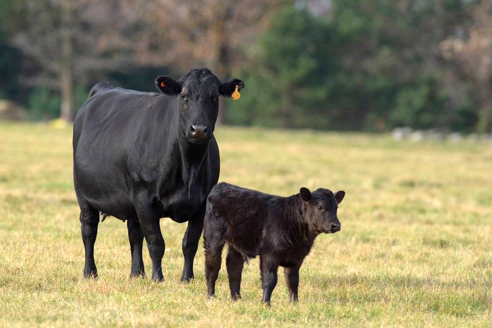 Order buyers have been very busy fielding calls for available cattle.  Photo: Thinkstock
