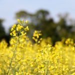 Canola is flowering in most areas of Manitoba.  Photo: Greg Berg
