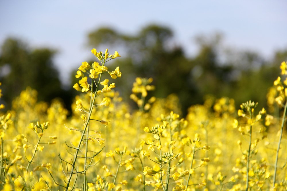 Canola is flowering in most areas of Manitoba.  Photo: Greg Berg
