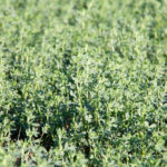 Hay yields were well below normal for many producers and will be in short supply this year in several areas.  Photo: File
