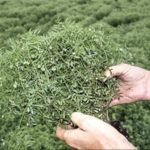 Alberta Pulse Growers expects this year’s lentil harvest to maintain five-year average yields.  Photo: File
