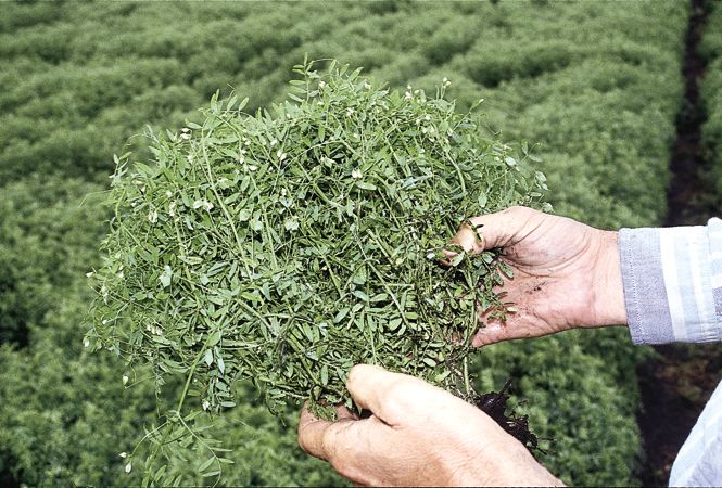 Alberta Pulse Growers expects this year’s lentil harvest to maintain five-year average yields.  Photo: File
