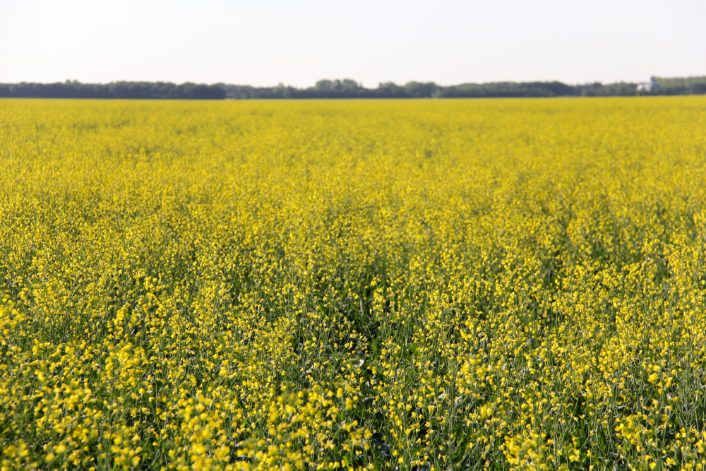 A canola field blooms in Manitoba’s Interlake on July 11, 2019.  (Greg Berg photo)
