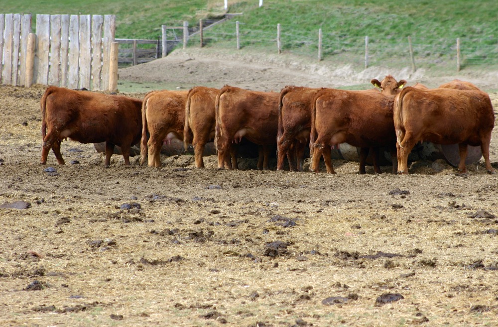 High feed prices are pushing Canadian cattle out of the United States market.
 Photo: Thinkstock

