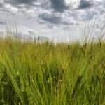 A barley crop south of Ethelton, Sask. on July 30, 2019. (Dave Bedard photo)
