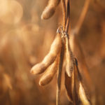 “We’re very diverse in Manitoba. The specialty crop sector is growing so I think our acres (of pedigreed seed) are going to be pretty solid.” – Andrew Ayre, MSGA