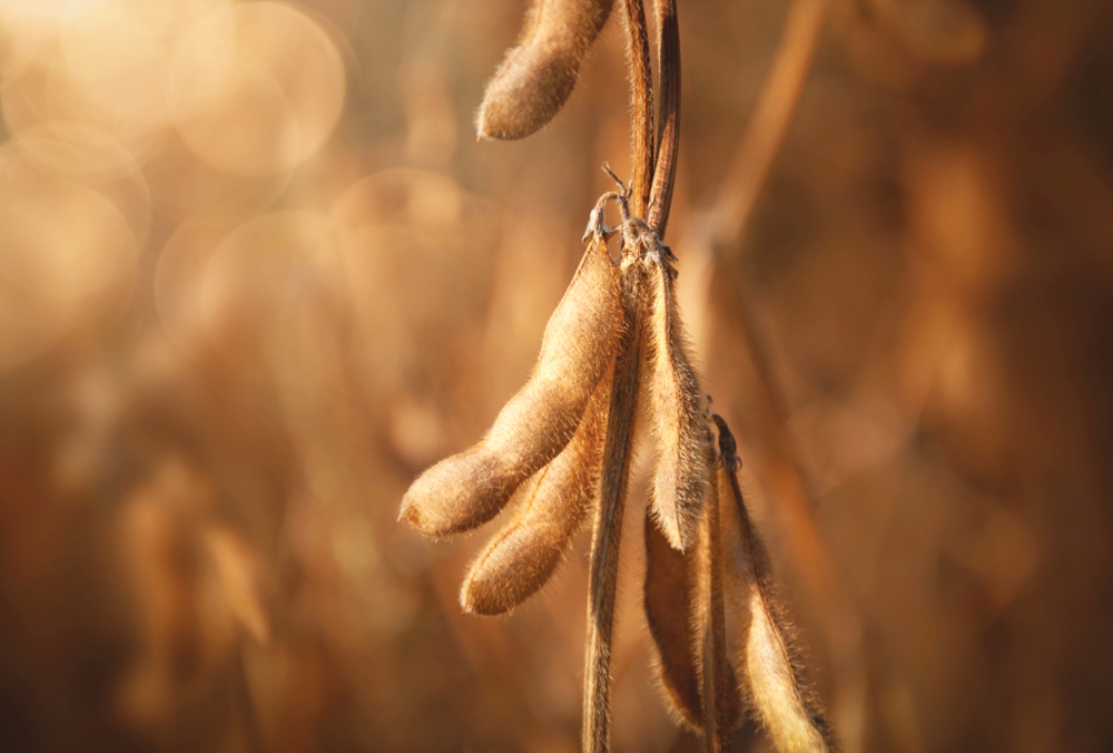 “We’re very diverse in Manitoba. The specialty crop sector is growing so I think our acres (of pedigreed seed) are going to be pretty solid.” – Andrew Ayre, MSGA