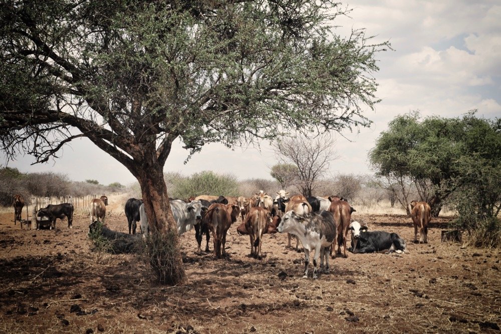 File photo of cattle seeking shade in Namibia. (Brytta/iStock/Getty Images)
