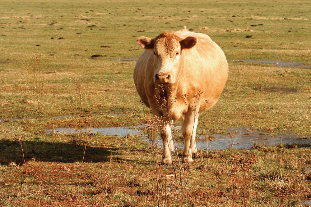 Inducing cows is a risk-and-reward scenario