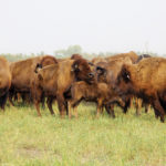 Visitors to Brooks and Jen White’s farm, Borderland Agriculture near Pierson, Man., got a closer look at adaptive grazing with bison in summer 2018.