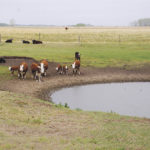 Dry conditions for the past two growing seasons could be lowering both surface and ground water quality. The province is recommending testing.