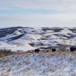In the tight-margin business of raising cattle, a host of smaller factors is pulling down profitability – and herd numbers along with it.