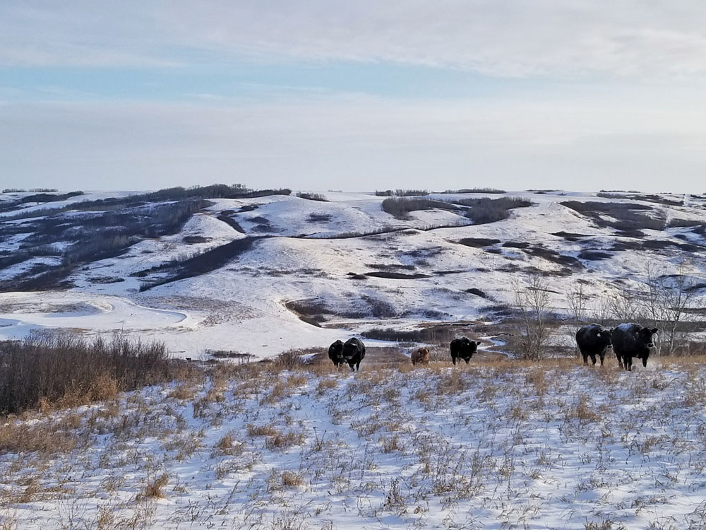 In the tight-margin business of raising cattle, a host of smaller factors is pulling down profitability – and herd numbers along with it.