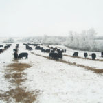 Manitoba cattle producers will now have wildlife loss insurance coverage for extended grazing practices.