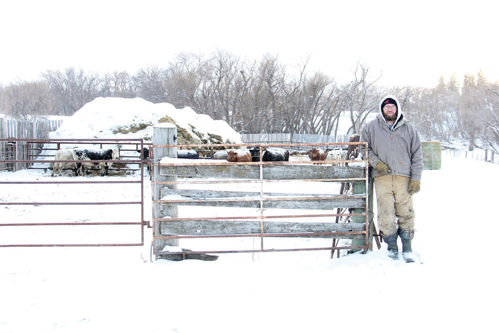 Anthony Wilcox, along with his dad and grandpa, raise purebred Simmental and Speckle Park cattle near Treherne.