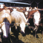 Manitoba producers are eligible for the Hay Disaster Benefit for a second year.