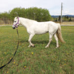 The circle is not a horse’s friend as it can cause repeated strains that can become chronic conditions.