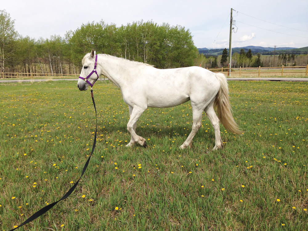 The circle is not a horse’s friend as it can cause repeated strains that can become chronic conditions.