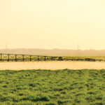 A new strategy to control grasshoppers can protect your crop, safeguard biological controls and cut your costs.