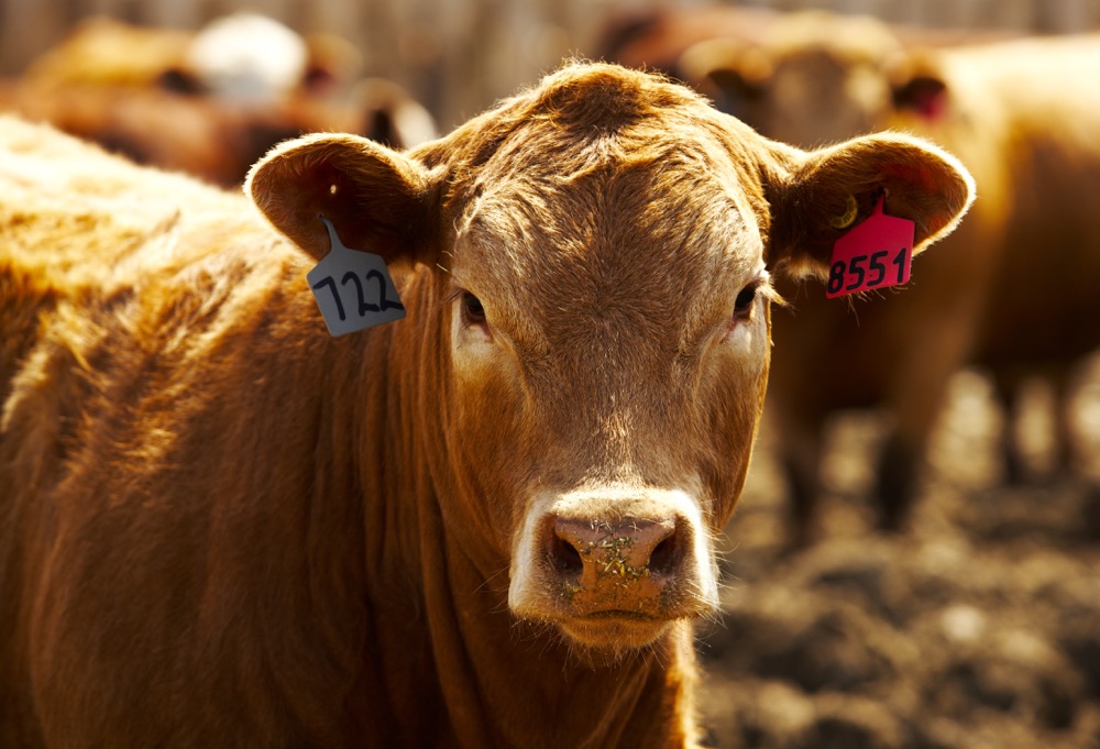 Firm cattle futures may lift local prices