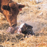 The next few months of feeding are critical to ensuring pregnancies survive the winter.