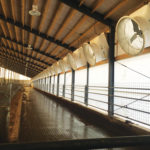 The one-metre side wall fans are angled at 22 degrees and spaced every three metres providing one fan for every four beds.