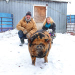 Terri Decock and Devon Woodward attempt to pose with sow Dacotah, who is more interested in the camera.