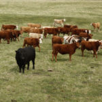 Pasture forage for beef production requires better insurance options, the Manitoba Beef Producers says.
