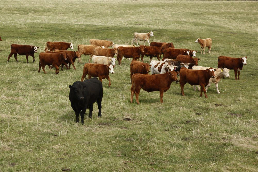 Pasture forage for beef production requires better insurance options, the Manitoba Beef Producers says.