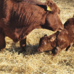 Herd vaccinations, early testing and management are key to controlling calfhood diarrhea.