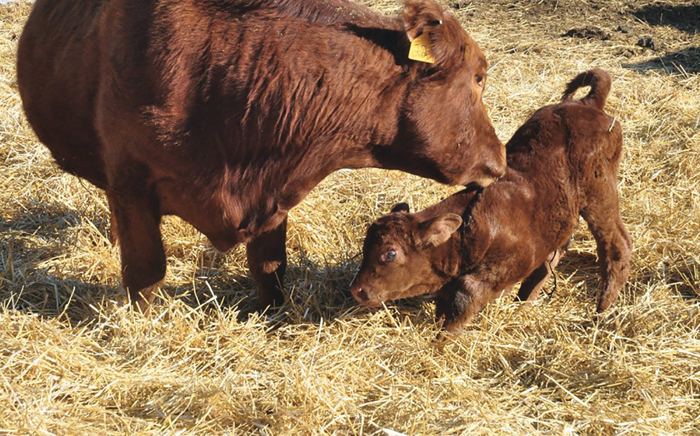 Herd vaccinations, early testing and management are key to controlling calfhood diarrhea.