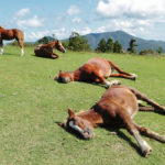 To truly sleep a horse cannot be standing.