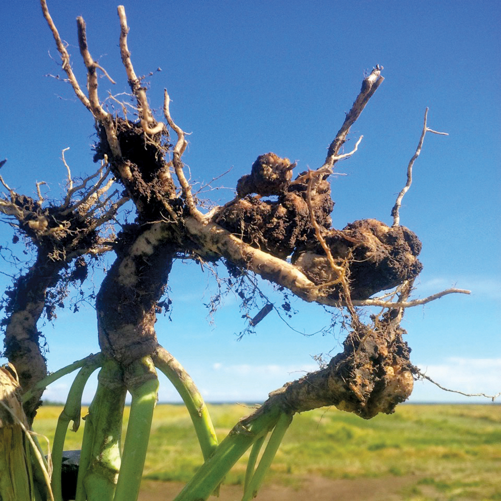 Canola council: Widen the scope on clubroot management