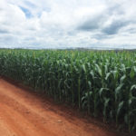 Brazilian meat packers have said higher corn prices in that country will be passed on to chicken consumers.