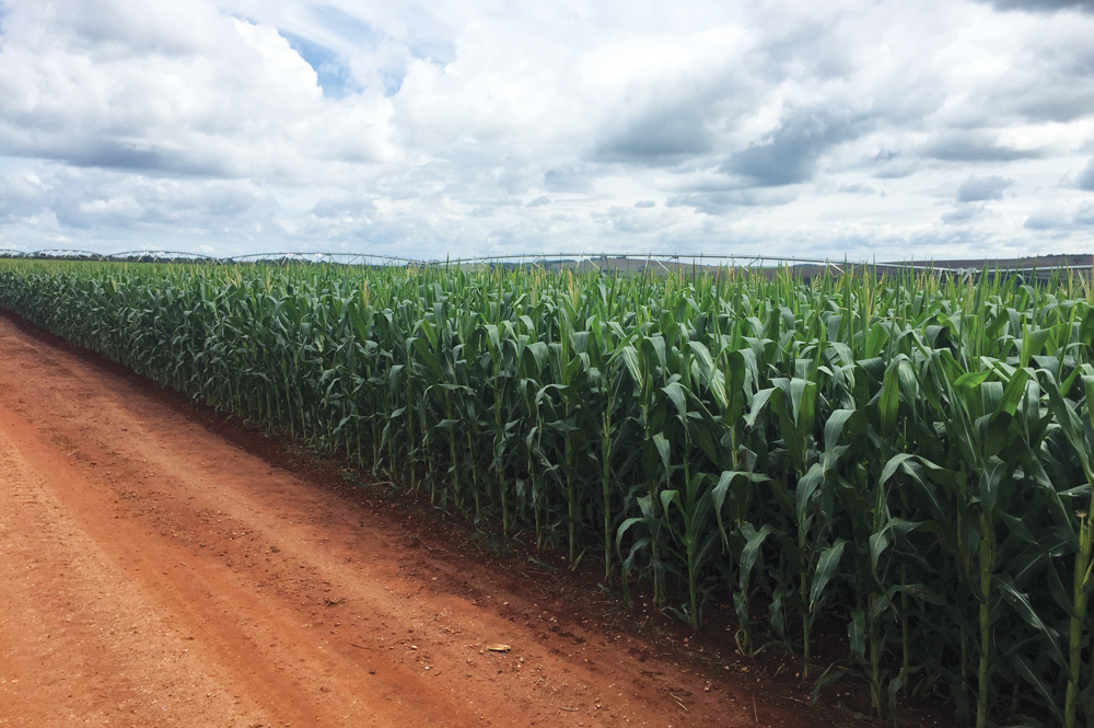 Brazilian meat packers have said higher corn prices in that country will be passed on to chicken consumers.