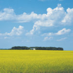 Our family farm is across that golden field of blooming canola, within the bluff of trees. My husband’s great-grandparents and their family came from Scotland and settled here more than 90 years ago.
June 2019 marked 30 years of it being my home. Thirty years of farm life, and learning and adapting to challenges and rewards. I fell in love with my farmer and this vast, beautiful prairie landscape. We raised our two children here, cultivating values that have enabled them to follow their dreams.
One day last summer on my way home I pulled over to take this photo. I’ve taken many in and around our yard, but never from this distance or perspective. This photo evokes many memories and emotions. Among them are gratitude and pride in being part of a family farm, caring for the land entrusted to us by our ancestors, growing food for Canadians and people around the world, all while making a living on the land we love.