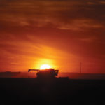 Harvest is the “red-carpet” event of farming, and the combine is the “star.” Supporting roles are for those trucking grain from the field to storage bins, making meals or going for parts when there is a breakdown. It’s an exciting time as you reap the rewards of a full year of planning, working and hoping the weather is favourable for growing healthy crops and allowing you to efficiently harvest them in top condition. This photo captures both the beauty and significance of harvest. The setting sun is over top of the “hopper” where the harvested seeds collect after they have been separated from the stems and leaves. It’s one of my favourite harvest shots.