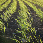 This is wheat in the early stages before it turns into the iconic waving fields of gold many envision when they think of this crop. As farmers, we do all we can to ensure that our crops flourish but despite our best efforts, we also need faith, hope and optimism. Ultimately, Mother Nature holds the key. The right amounts of rain and sunshine are beyond our control, as are hail, frost or other adverse weather that can damage or destroy our crops. But at this point, I choose to see the potential of this ‘food in progress’ — a healthy crop finding its way to flour mills around Canada and the world. A small portion is always reserved for my pantry, to be used in cookies, cakes and muffins.