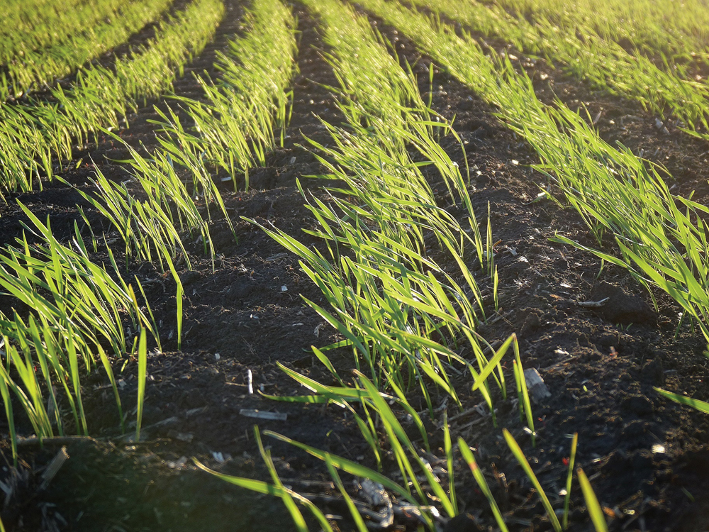 This is wheat in the early stages before it turns into the iconic waving fields of gold many envision when they think of this crop. As farmers, we do all we can to ensure that our crops flourish but despite our best efforts, we also need faith, hope and optimism. Ultimately, Mother Nature holds the key. The right amounts of rain and sunshine are beyond our control, as are hail, frost or other adverse weather that can damage or destroy our crops. But at this point, I choose to see the potential of this ‘food in progress’ — a healthy crop finding its way to flour mills around Canada and the world. A small portion is always reserved for my pantry, to be used in cookies, cakes and muffins.
