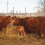 Cattle were a part of our farm until about 10 years ago. Our herd was small — only 30 to 40 cows and calves. This time of year would be filled with the excitement and challenges of cows giving birth. But there came a time when it no longer made financial sense to keep our small herd. We either had to acquire more animals, which meant a large investment in them, shelter, equipment and more pasture, or sell them and focus on grains and oilseeds. Economically, it was an easy decision. Emotionally, it was difficult. Cattle had been on our farm for generations. It requires dedication and a love for animals to work with them, and there are always those special ones that formed an exceptional bond with you. There were many mixed emotions the day they left our farm.