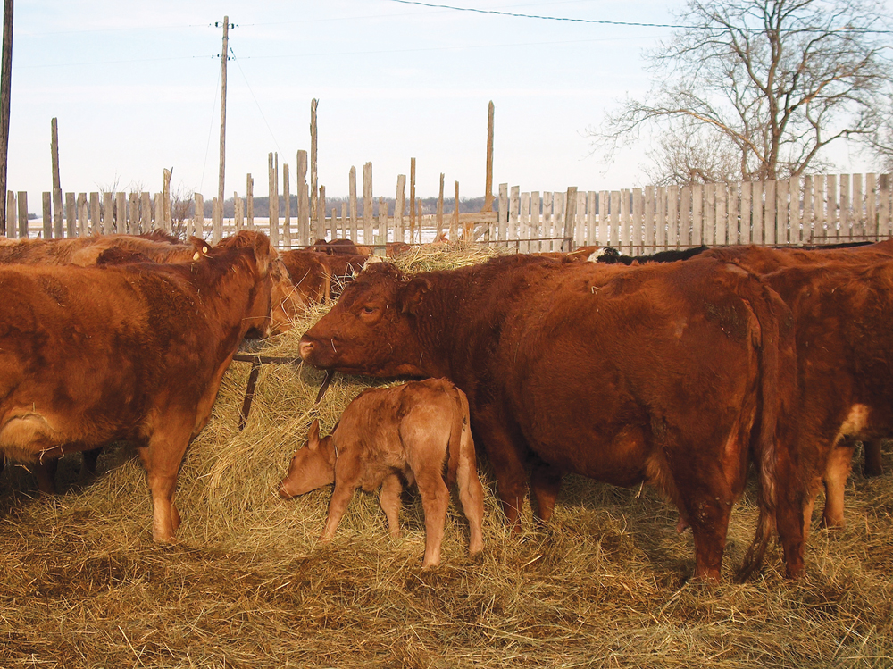 Cattle were a part of our farm until about 10 years ago. Our herd was small — only 30 to 40 cows and calves. This time of year would be filled with the excitement and challenges of cows giving birth. But there came a time when it no longer made financial sense to keep our small herd. We either had to acquire more animals, which meant a large investment in them, shelter, equipment and more pasture, or sell them and focus on grains and oilseeds. Economically, it was an easy decision. Emotionally, it was difficult. Cattle had been on our farm for generations. It requires dedication and a love for animals to work with them, and there are always those special ones that formed an exceptional bond with you. There were many mixed emotions the day they left our farm.