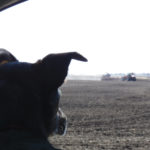Our dog, Sage, sitting attentively in the truck, waiting for the tractor and seeder to come around the field to where we are parked. We had brought lunch out to the field for my farmer. Sage knows he’s in there, and that there’s a good chance he’ll share a bit of that lunch with her!She is our second dog — both were city dogs that came from owners who were moving and looking for a good home for their much-loved pets. Both adapted to farm life well — lots of space to run and play, long walks and even tractor rides. It was a wonderful transition for them, but much more for us. Yes, they warn us when someone comes into our farmyard, but they also provide companionship. And when things go wrong — whether it’s machinery breaking down at a critical time or crops being damaged from drought, hail or flooding — our farm dog plays the role of counsellor, either with a goofy smile and playful greeting or simply sitting silently beside you, guiding your hand to the top of her head. That along with the unconditional love and joy she brings into our lives makes her a valuable member of our farm family.