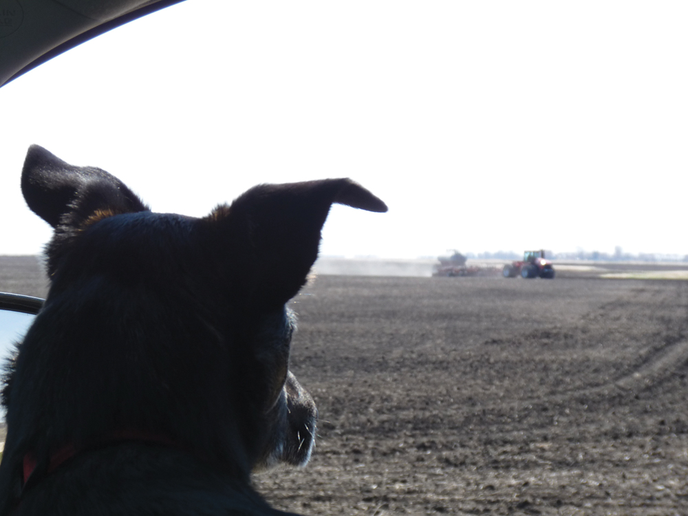Our dog, Sage, sitting attentively in the truck, waiting for the tractor and seeder to come around the field to where we are parked. We had brought lunch out to the field for my farmer. Sage knows he’s in there, and that there’s a good chance he’ll share a bit of that lunch with her!She is our second dog — both were city dogs that came from owners who were moving and looking for a good home for their much-loved pets. Both adapted to farm life well — lots of space to run and play, long walks and even tractor rides. It was a wonderful transition for them, but much more for us. Yes, they warn us when someone comes into our farmyard, but they also provide companionship. And when things go wrong — whether it’s machinery breaking down at a critical time or crops being damaged from drought, hail or flooding — our farm dog plays the role of counsellor, either with a goofy smile and playful greeting or simply sitting silently beside you, guiding your hand to the top of her head. That along with the unconditional love and joy she brings into our lives makes her a valuable member of our farm family.