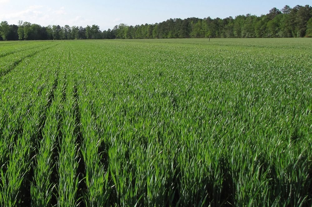 Hard white winter wheat growing in North Carolina in 2010. (Dave Marshall photo courtesy ARS/USDA)
