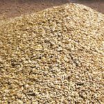 Feed barley bids to stay under pressure through spring