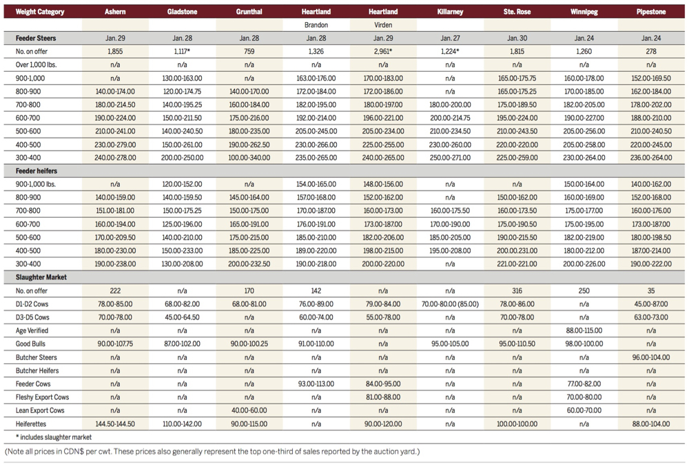Values steady at sales despite higher cattle volumes