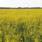 A canola field blooms in Manitoba’s Interlake on July 11, 2019.  (Greg Berg photo)
