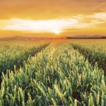 “We must protect the rights of farmers, but also ensure that we have a robust biotech industry in Canada.” – John Barlow, agriculture critic.