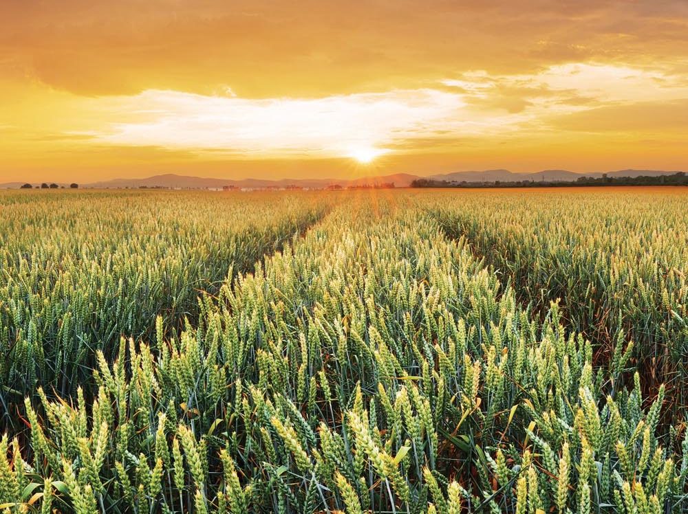 “We must protect the rights of farmers, but also ensure that we have a robust biotech industry in Canada.” – John Barlow, agriculture critic.